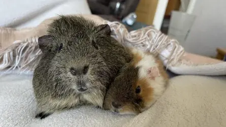 winnie and freddie.webp winnie and freddie.webp