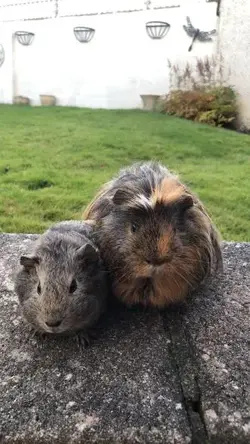 Digby & Winston.webp
