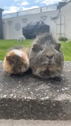 Winston & Reggie.webp
