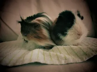 Scruffles and Teebo.webp