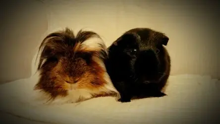 Freddie and Scruffles.webp