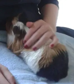 Baby Scruffles.webp