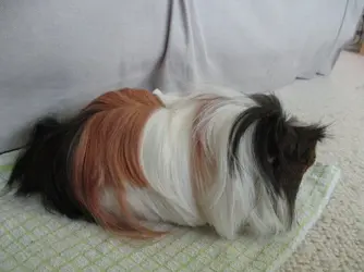 Big Scruffles.webp