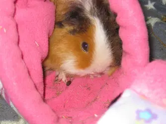 Bramble in pink hidey.webp Bramble in pink hidey.webp