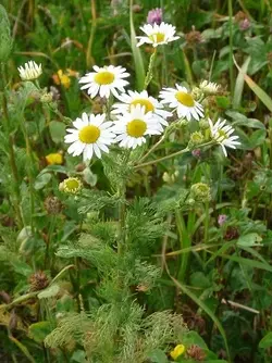 picture - chamomile-flowers.webp