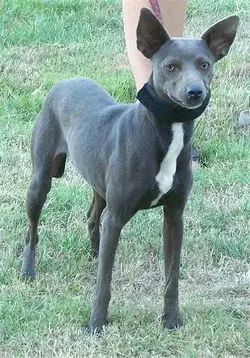 Coated-Xoloitzcuintli.jpg