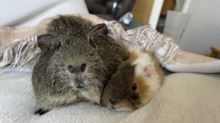 winnie_and_reggie.webp