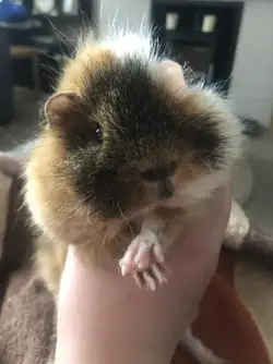 Reggie..jpg