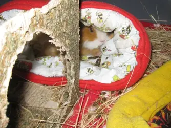 Bramble hiding behind hay cube.JPG