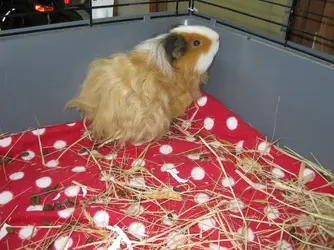 Bramble in corner of cage.JPG