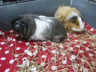 Misty & Brmble in corner of cage.JPG