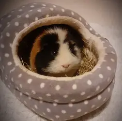 TeeboInHisBasket.webp