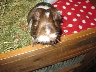 Patsy Can I have a treat 3.webp Patsy Can I have a treat 3.webp