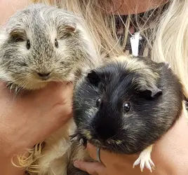 1693883907125.webp