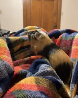 Rigby