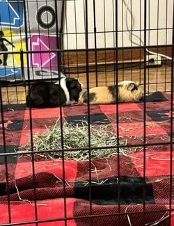 Mordecai and Rigby in the bonding pen