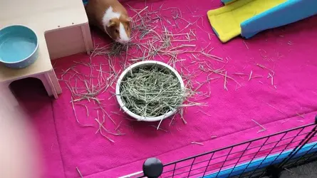 Old Hay.webp