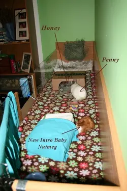 all three piggies.webp