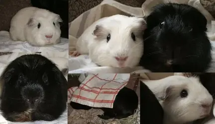 Pigs CC and C.webp