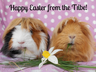 Tegan & Tesni Easter 2015.webp
