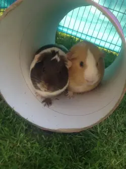 Amber and Mabel 4.webp