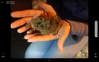 Screenshot_20231023-112933_Messenger.webp