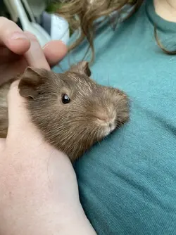 Guinea shops pig lonely