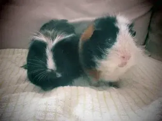 The Non-Stripey Nose Club.webp