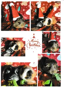 Christmas piggies.webp