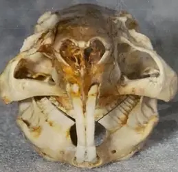 Guinea Pig skull.jpg