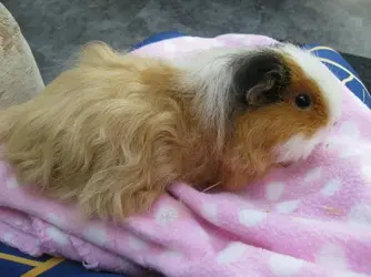 Bramble on Blanket 2.webp