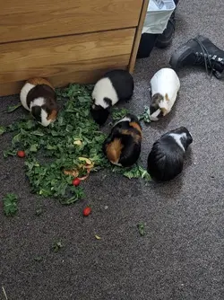 Guinea pigs.webp