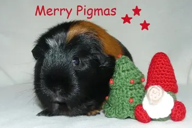 pigmas_23.webp