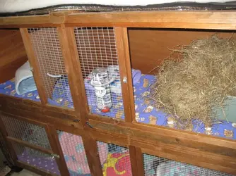 Thea's Hutch 2.webp