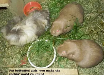 fat bottomed girls.webp