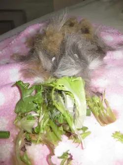 Strange Hairy piggy 1.webp