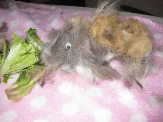Strange Hairy Piggy 2.webp