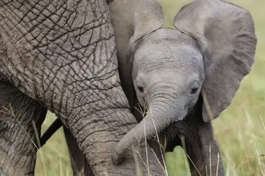 large-African-Elephant-Calf-photo.webp