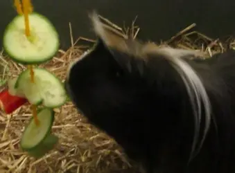 Percy by hanging food~2.webp