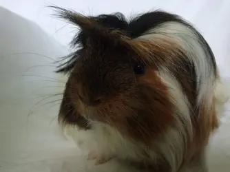 Scruffles looking clever.webp