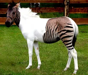 ZebraHorseEPA_600x517.webp