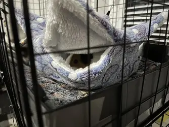GINO HIDING.webp