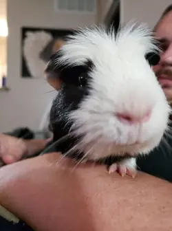 Junior Close Up.webp