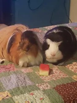 Junior and Bernard.webp