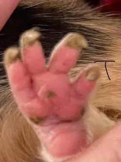 ten front paw.webp