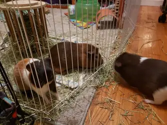 3 boars1.webp