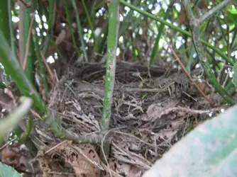 Blackbird nest 3.JPG