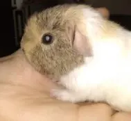 Little Teddy.webp
