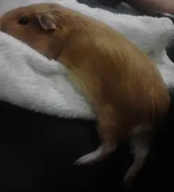 baby cookie xx.webp