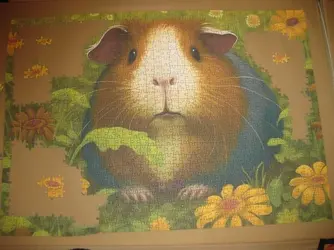 Guinea Pig Puzzle Progress 6.3.24.JPG